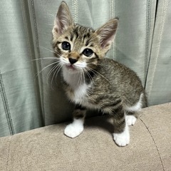 靴下はく男の子