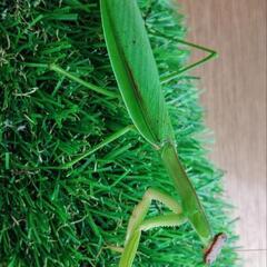 天然オオカマキリPA