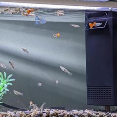 ７　グッピー幼魚
