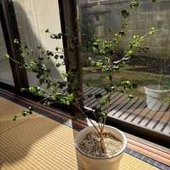 【観葉植物】フィカス ベンジャミンバロック