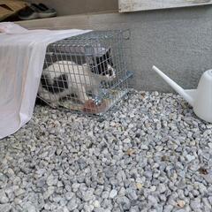 子猫を保護しました。里親様決定 − 福岡県
