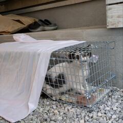 子猫を保護しました。里親様決定 - 福岡市