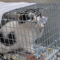 子猫を保護しました。里親様決定 - 猫