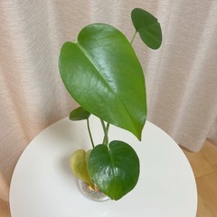【決まりました】モンステラ ゼオライトハイドロボール植え 水耕栽培 観葉植物の画像