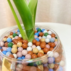 【決まりました】モンステラ ゼオライトハイドロボール植え 水耕栽培 観葉植物の画像