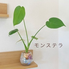 【決まりました】モンステラ ゼオライトハイドロボール植え 水耕栽...