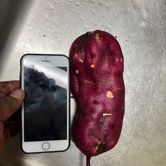 ハロウィンスイート　さつまいも　キロ800円の画像