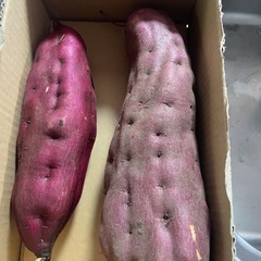 ハロウィンスイート　さつまいも　キロ800円の画像