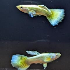若魚フルゴールド グッピー