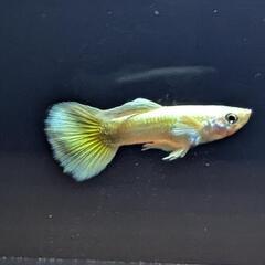 若魚フルゴールド グッピーの画像