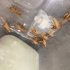 イエコオロギLサイズ【値下げ可能！】