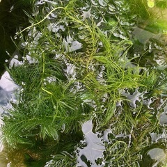 マツモ　水草
