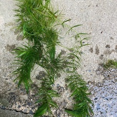 マツモ　水草の画像