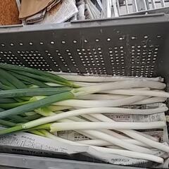 食品ロス削減‼️向き損じねぎお譲りします🙇⤵️根っこ付き。の画像