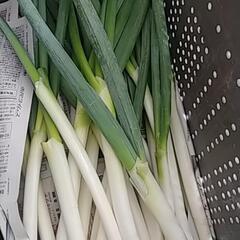 食品ロス削減‼️向き損じねぎお譲りします🙇⤵️根っこ付き。の画像
