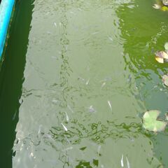 メダカ　夜桜　（選別外個体）　若魚・成魚 めだかの画像