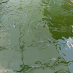 メダカ　夜桜　（選別外個体）　若魚・成魚 めだかの画像