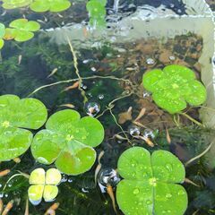 メダカ　楊貴妃　若魚・成魚 めだかの画像