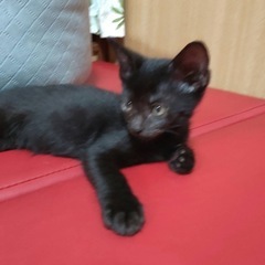 生後2ヶ月の子猫の里親さん募集中❣️まあ女の子 - 半田市