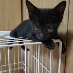生後2ヶ月の子猫の里親さん募集中❣️まあ女の子