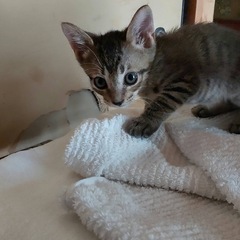 生後2ヶ月の子猫の里親さん募集中❣️しげ男の子