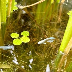 浮草 ドワーフアマゾンフロッグピットの画像