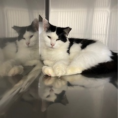 決定㊗️お尻にハートがある女の子🐈