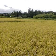 完売御礼！　令和5年産  コシヒカリ　玄米30キロ　古米