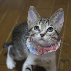 甘えん坊で愛らしいクロワッサン