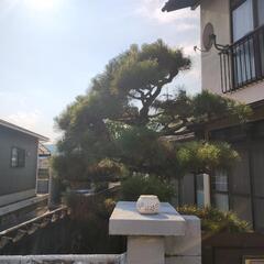 元気な松の木差し上げます。の画像