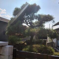 元気な松の木差し上げます。