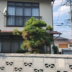 元気な松の木差し上げます。の画像