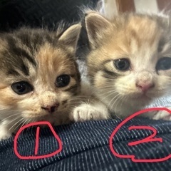 子猫の里親さん探しています