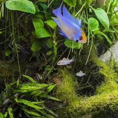 熱帯魚　ブルーダイヤモンドラミレジィ
