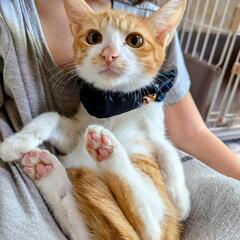 茶白男の子の里親募集💞キジ白商談中。
