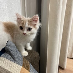 スコッティッシュフォールド里親募集