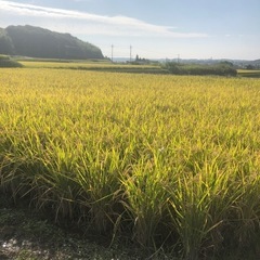 数量限定令和6年産　新米コシヒカリ  30キロ