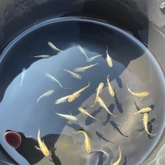 2024年生まれ　メダカ　令和×ヒミツヘイキ　2ペアの画像