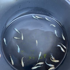 2024年生まれ　メダカ　令和×ヒミツヘイキ　2ペアの画像