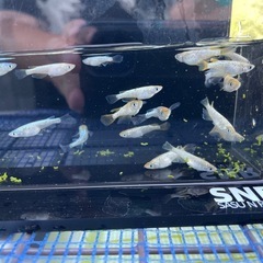 2024年生まれ　メダカ　令和×ヒミツヘイキ　2ペアの画像