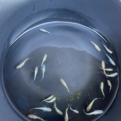 2024年生まれ　メダカ　令和×ヒミツヘイキ　2ペアの画像