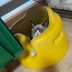 シャム猫中間市迷子探してます