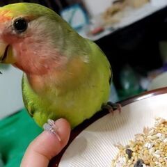 コザクラインコ 女の子 3歳