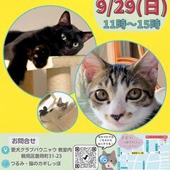 つるみ・猫のカギしっぽ譲渡会９月29日　 JR鶴見駅西口から徒歩...