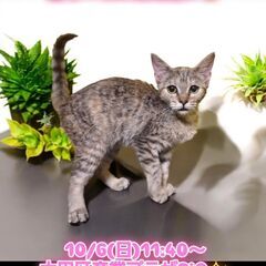 10/6(日)譲渡会。生後3ヶ月スコティッシュストレート♀(⋈◍...