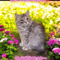 10/6(日)譲渡会。生後3ヶ月ラガマフィン♀ダイリュートキャリ...