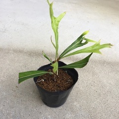 観葉植物　グレビアゴールド　赤ちゃん苗