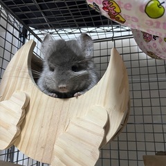 チンチラ好きな方お喋りしませんか？ - 杉並区