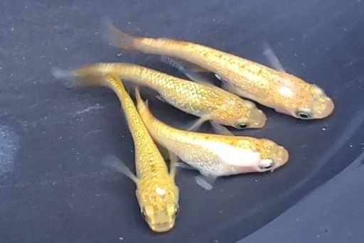めだかサンシャイン⭐️4匹セット
