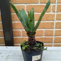 アロエ子株